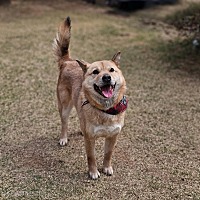 adopt-pet