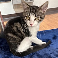 adopt a pet