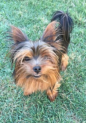 Portland Or Yorkie Yorkshire Terrier Meet Lincoln A Pet For Yorkie Yorkshire Terrier