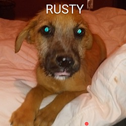 Photo of RUSTY