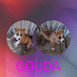Photo of Gouda