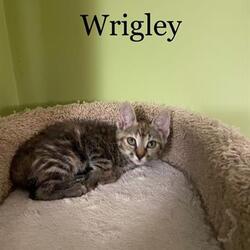 Photo of *WRIGLEY