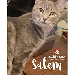 Photo of Salem (Courtesy Post)