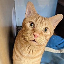 Photo of Nixi