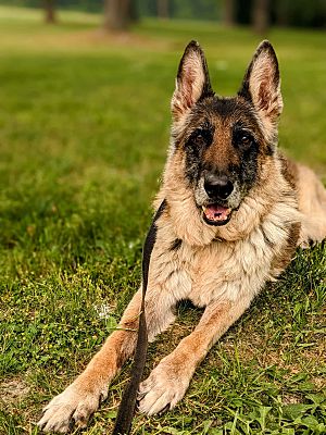 Middletown, NY - German Shepherd Dog. Meet Clyde a Pet for Adoption ...