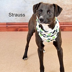 Photo of Strauss