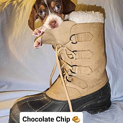 Thumbnail photo of Chocolate Chip (C.C.) #4