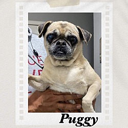 Photo of Puggy