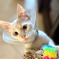 adopt a pet