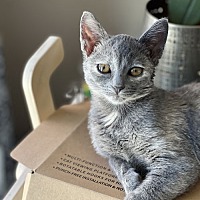 adopt a pet