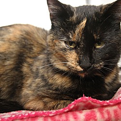 Thumbnail photo of Fiona (Spayed & Combo Tested) #1