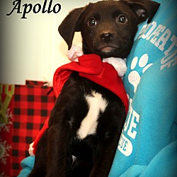 Thumbnail photo of Apollo ~ adopted! #1