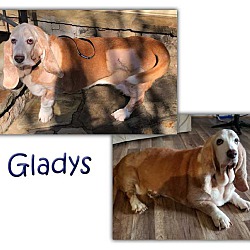 Thumbnail photo of Gladys #1