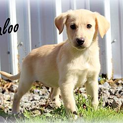 Thumbnail photo of Baloo~adopted! #3