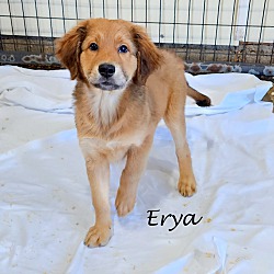 Photo of Erya~adopted!