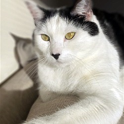 Photo of MOOMOO - Offered by Owner - Good w/kids and cats