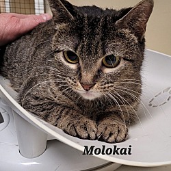 Photo of Molokai