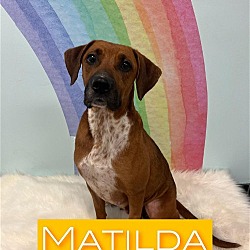 Photo of MATILDA/survivor