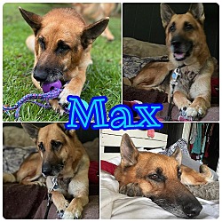 Photo of Max - adoption pending