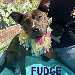 Thumbnail photo of Fudge #2