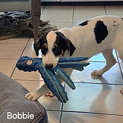 Thumbnail photo of Bobbie #3