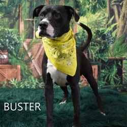 Thumbnail photo of Buster #2