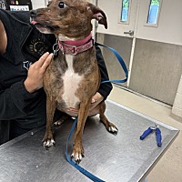 adopt a pet
