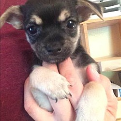 Thumbnail photo of Yarrow - Dahlia Pup #2