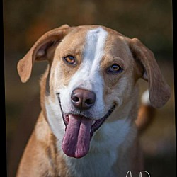 For Pete's Sake Rescue - Bristol Tennessee in Bristol, Tennessee