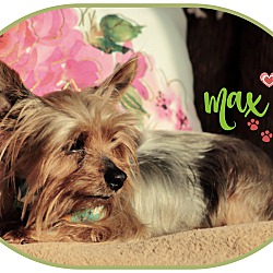 Thumbnail photo of Max-pending adoption #3