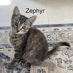 Thumbnail photo of Zephyr #2