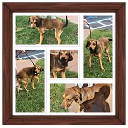 Photo of SCOOBY