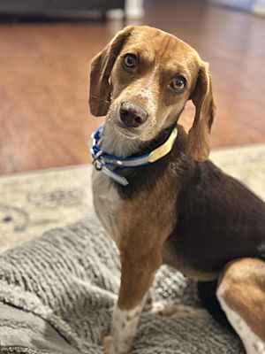 Chesapeake, VA - Beagle. Meet Teacup a Pet for Adoption - AdoptaPet.com