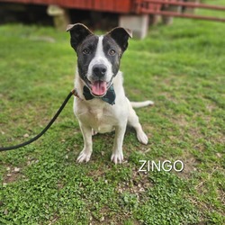 Photo of Zingo