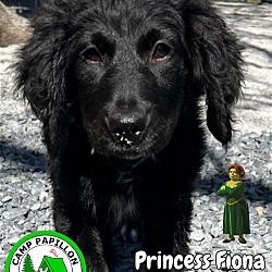 Photo of Princess Fiona
