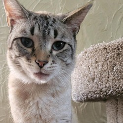 Thumbnail photo of Mako - handsome Lynx Point Siamese #2