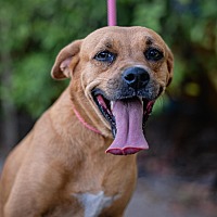 adopt a pet