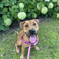 adopt a pet