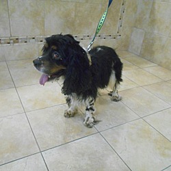 Thumbnail photo of Sophie - Adopted! #2