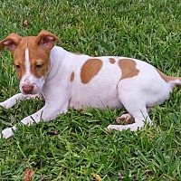 australian shepherd puppies for sale 34655 palm harbor fl pet adoption save pets of today has dogs australian shepherd puppies for sale 34655 palm harbor fl pet adoption save pets of today has dogs