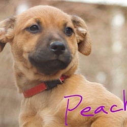 Thumbnail photo of Peach 💖 ADOPTED! #1