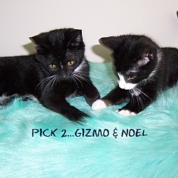 Thumbnail photo of NOEL - 10 wk kitten #3