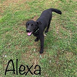Photo of Alexa