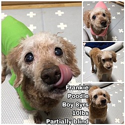 Photo of Frankie from Korea-special needs nearly blind dog