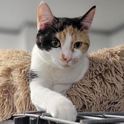 Photo of Callie