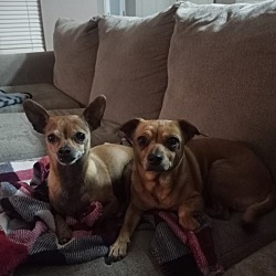 Photo of Peanut and Bit Bit