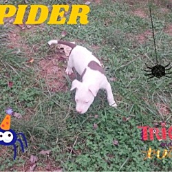 Thumbnail photo of spider #2