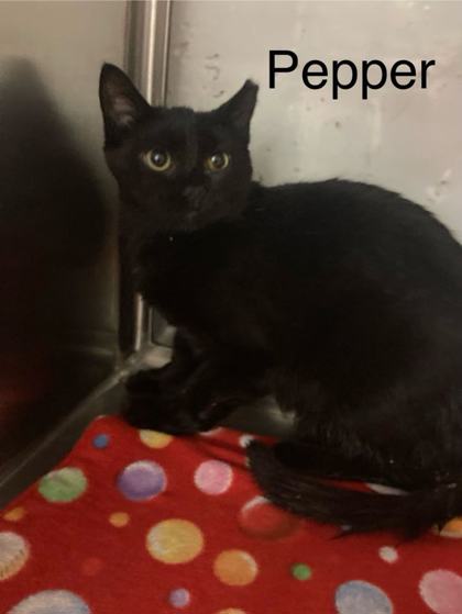Thumbnail photo of Pepper(bonded to Charlie) #2