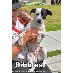 Photo of PIBBLES