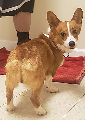 Fall River, MA - Corgi. Meet Timbit a Pet for Adoption - AdoptaPet.com